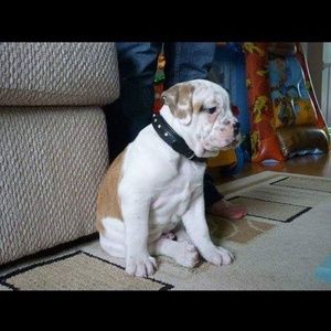 Meet your Posher, Jodi